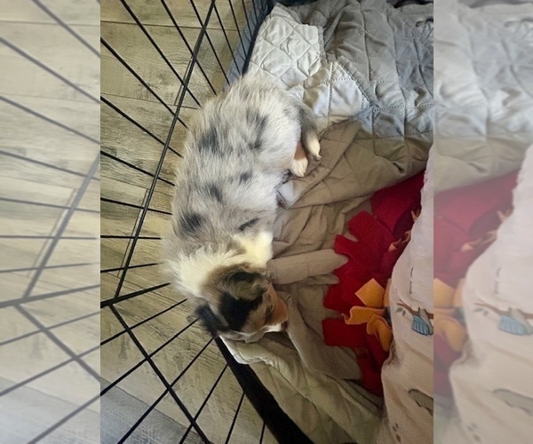 Medium Photo #2 Australian Shepherd Puppy For Sale in TORRANCE, CA, USA