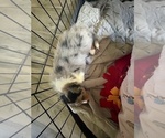 Small #1 Australian Shepherd