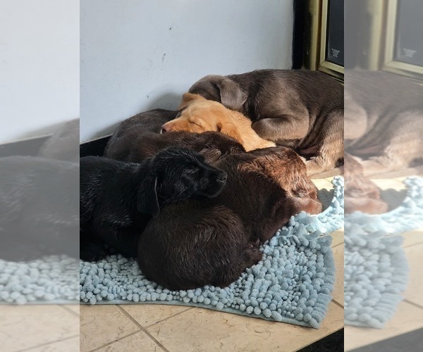 Medium Photo #11 Labrador Retriever Puppy For Sale in SHELBYVILLE, IN, USA
