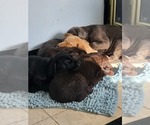 Small #9 Labrador Retriever