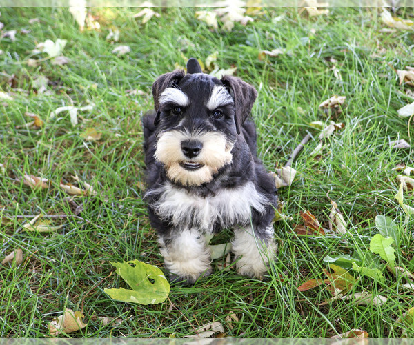 Medium Photo #7 Schnauzer (Miniature) Puppy For Sale in SYRACUSE, IN, USA