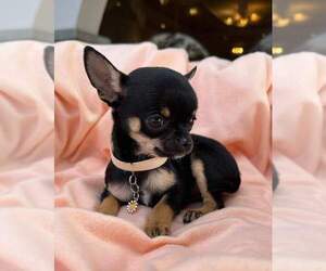 Chihuahua Puppy for sale in INGLEWOOD, CA, USA