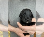 Small Photo #10 Goldendoodle Puppy For Sale in WEAVERVILLE, NC, USA