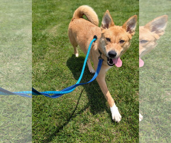 Medium Photo #10 Mutt Puppy For Sale in Holly Springs, NC, USA