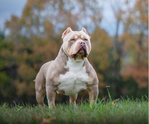 Father of the American Bully puppies born on 05/15/2026