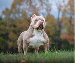 Small Photo #1 American Bully Puppy For Sale in FRANKLIN, KY, USA