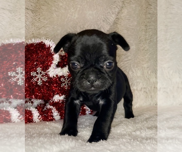 Medium Photo #1 French Bulldog Puppy For Sale in DECATUR, IL, USA