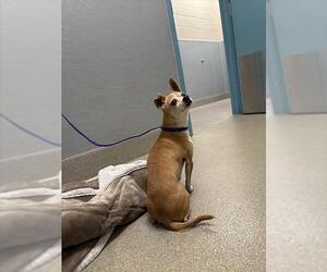 Chihuahua-Unknown Mix Dogs for adoption in Las Vegas, NV, USA