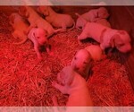 Small Photo #4 Pointer Puppy For Sale in CENTREVILLE, MD, USA