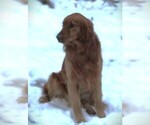 Small Photo #1 Golden Retriever Puppy For Sale in WOLCOTT, VT, USA