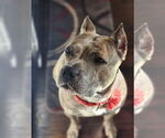 Small #12 American Pit Bull Terrier-American Staffordshire Terrier Mix
