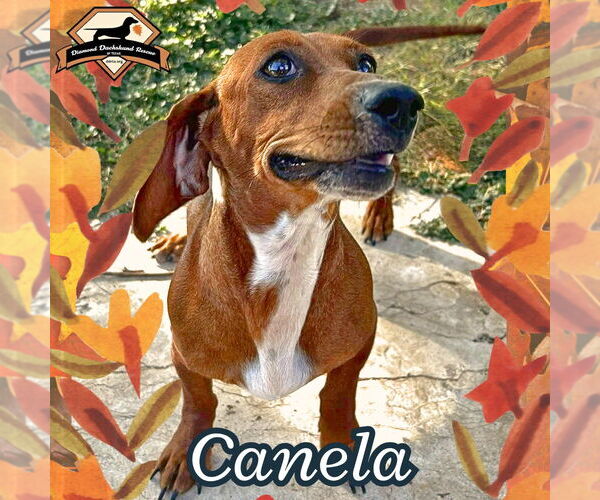 Medium Photo #3 Dachshund Puppy For Sale in San Antonio, TX, USA