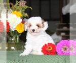 Fritz - Male Poodle (Toy) Puppy for Sale - Photo #4