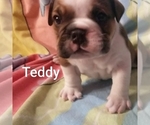 Small Photo #9 English Bulldog Puppy For Sale in COLUMBUS, OH, USA