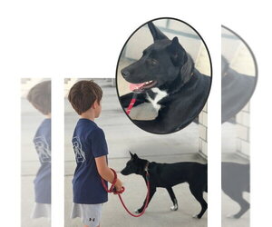 Siberian Husky-Unknown Mix Dogs for adoption in Sanford, FL, USA