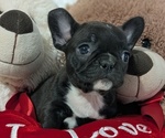 Small #2 Faux Frenchbo Bulldog