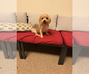 Mutt Dogs for adoption in Sanford, FL, USA