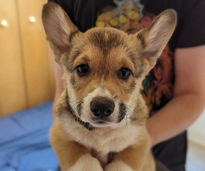 Pembroke Welsh Corgi Puppy for sale in VANCOUVER, WA, USA