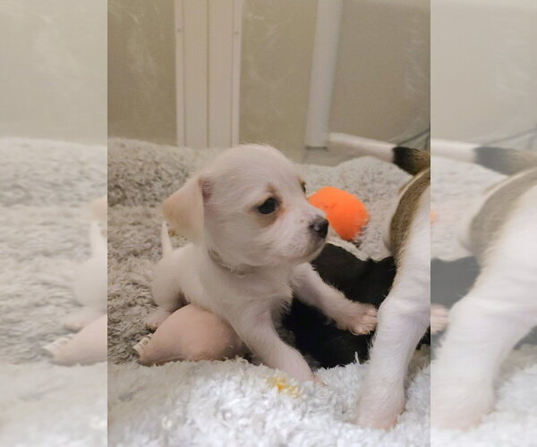 Medium Photo #1 Chihuahua-Unknown Mix Puppy For Sale in Pacifica, CA, USA