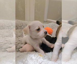 Chihuahua-Unknown Mix Dogs for adoption in Pacifica, CA, USA