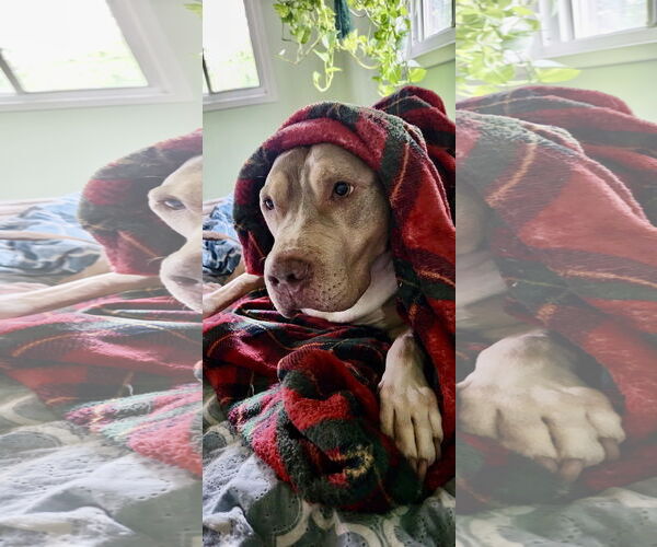 Medium Photo #22 Staffordshire Bull Terrier-Unknown Mix Puppy For Sale in Mount Laurel, NJ, USA