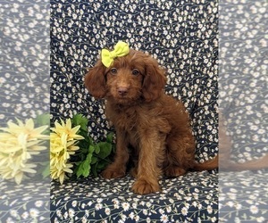 Goldendoodle (Miniature) Puppy for sale in NOTTINGHAM, PA, USA