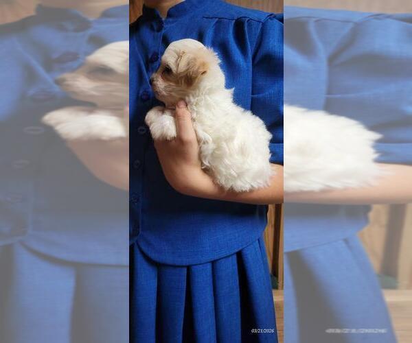 Medium Photo #6 Maltipoo (Miniature) Puppy For Sale in BROOKFIELD, MO, USA