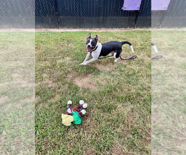 Medium Photo #2 Mutt Puppy For Sale in Evansville, IN, USA