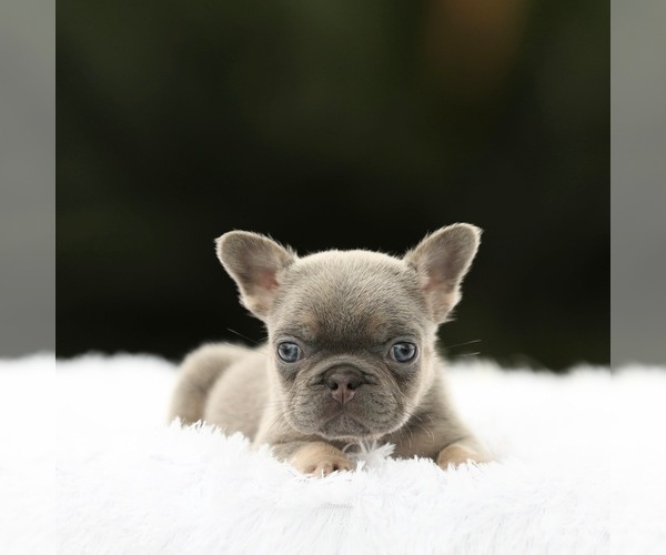Medium Photo #2 French Bulldog Puppy For Sale in CORONA, CA, USA
