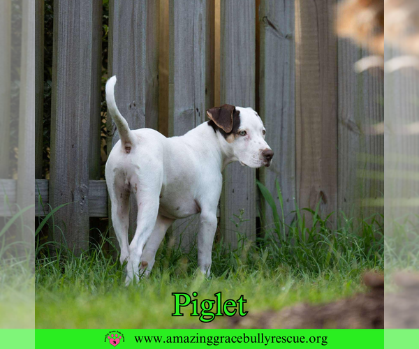 Medium Photo #6 Jack Russell Terrier-Unknown Mix Puppy For Sale in Pensacola, FL, USA