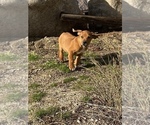 Small Photo #83 Rhodesian Ridgeback Puppy For Sale in MORONGO VALLEY, CA, USA
