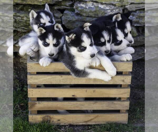Medium Photo #2 Siberian Husky Puppy For Sale in KINZERS, PA, USA