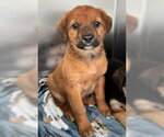 Small Labrador Retriever
