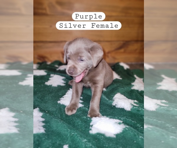 Medium Photo #1 Labrador Retriever Puppy For Sale in GOLDEN CITY, MO, USA
