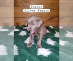 Small Photo #1 Labrador Retriever Puppy For Sale in GOLDEN CITY, MO, USA