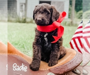 Aussiedoodle Puppy for sale in WHITAKERS, NC, USA