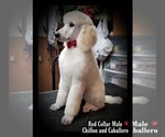 Small Photo #9 Poodle (Standard) Puppy For Sale in MANCHESTER, MI, USA