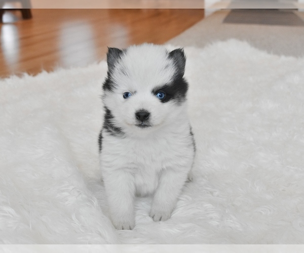 Medium Photo #6 Pomsky Puppy For Sale in KANSAS CITY, MO, USA