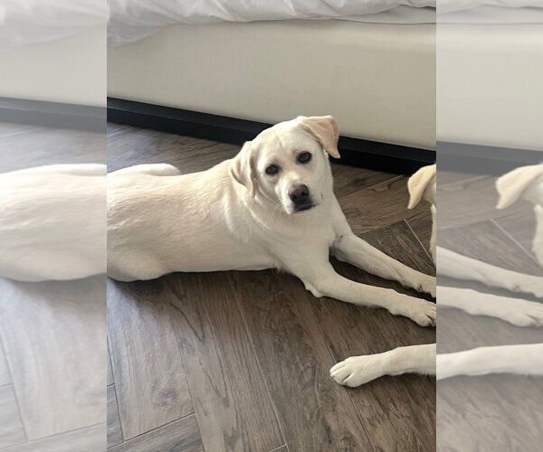 Medium Photo #2 Labrador Retriever Puppy For Sale in Agoura Hills, CA, USA