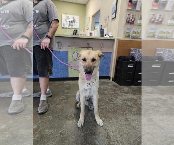 Medium Photo #2 Anatolian Shepherd-Unknown Mix Puppy For Sale in Rockwall, TX, USA
