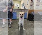Small #1 Anatolian Shepherd Mix