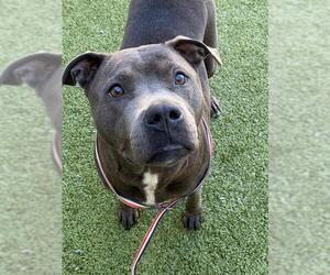 American Pit Bull Terrier Dogs for adoption in Fayetteville, NC, USA