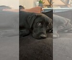 Small #11 Labrador Retriever