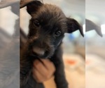 Puppy Rosie Scottish Terrier