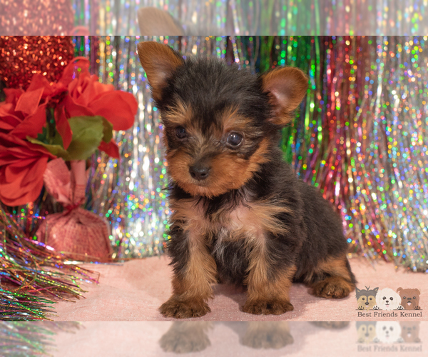 Medium Photo #3 Yorkshire Terrier Puppy For Sale in SAFFORD, AZ, USA