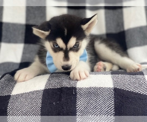 Medium Photo #3 Siberian Husky Puppy For Sale in LAKELAND, FL, USA