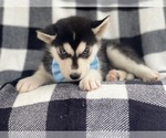 Small Photo #3 Siberian Husky Puppy For Sale in LAKELAND, FL, USA