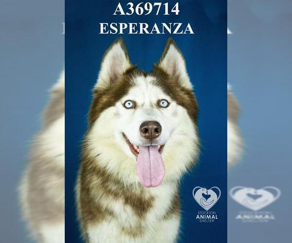 Medium Photo #1 Siberian Husky Puppy For Sale in Stockton, CA, USA