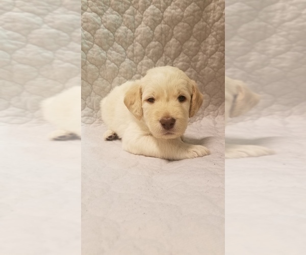 Medium Photo #1 Labradoodle Puppy For Sale in GREEN BAY, WI, USA