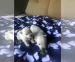 Small Photo #4 West Highland White Terrier Puppy For Sale in PHOENIX, AZ, USA